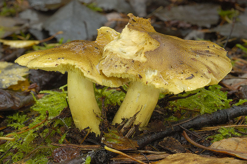 Tricholoma equestre